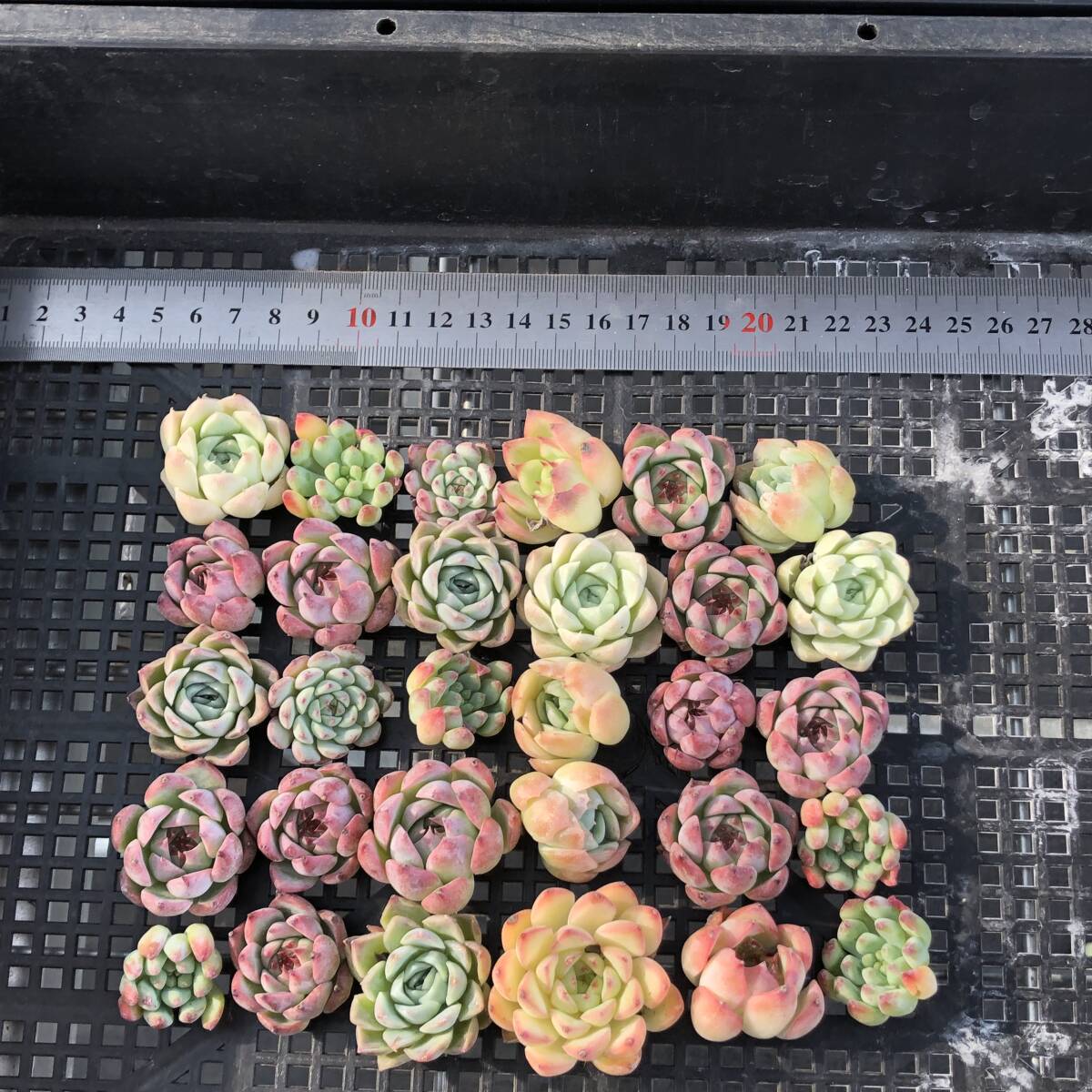 みや KAWASAKI NINJA ZX4R SE GREY