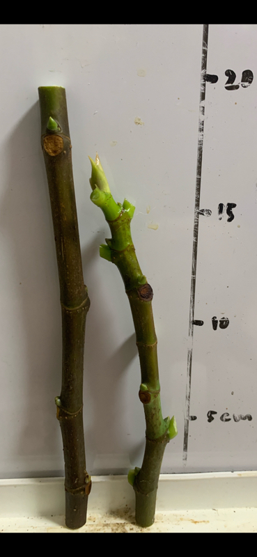 Athens Purple Passion 