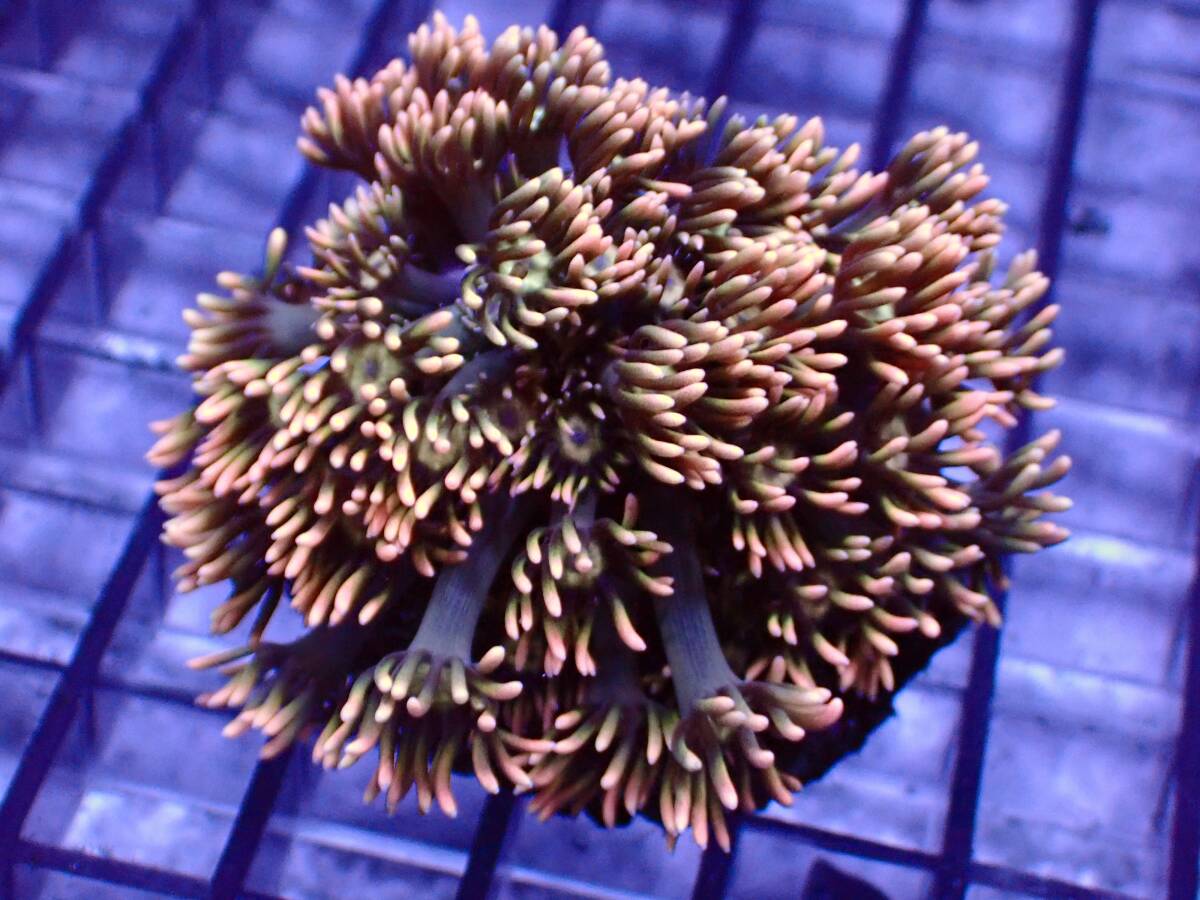 ☆ハナガササンゴ☆【Goniopora lobata】#点数制限なし2万円以上送料半額＃パステルピンク＃サンゴ＃海水≪KOARA≫