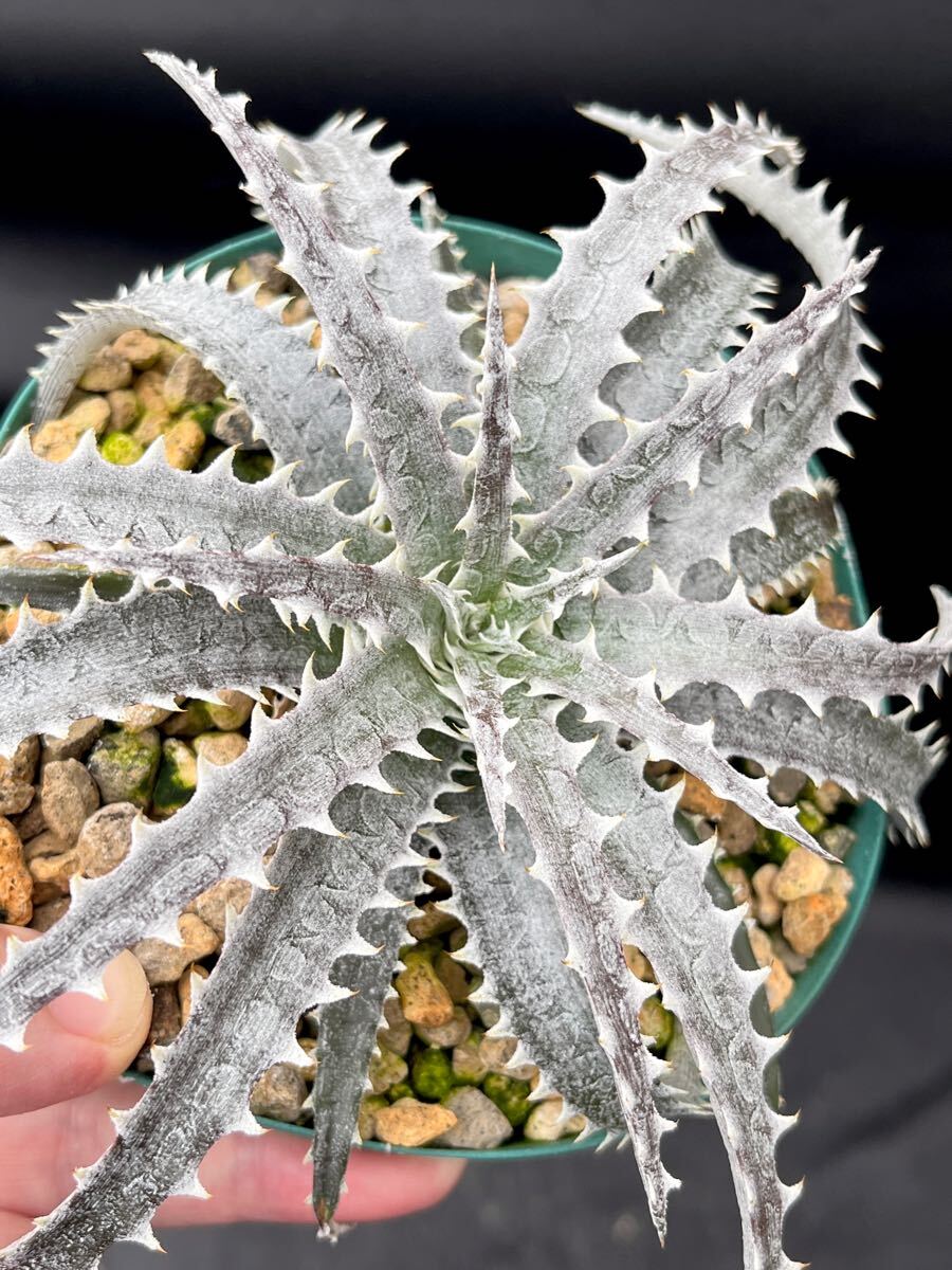 ディッキア Dyckia 'Old Geezer' オールドギーザ— Richard Kaz's ディッキア Dyckia 'Old Geezer' オールドギーザ— Richard Kaz's