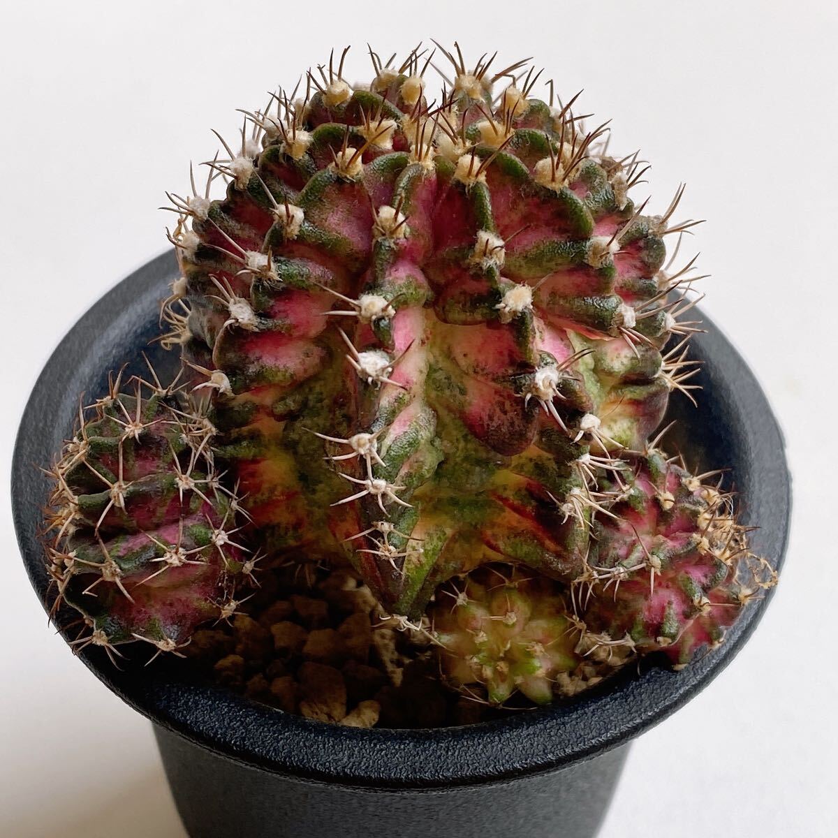 サボテン　恐竜サボテン ギムノカリキウム・ミハノビッチの交配種 ティーレックス　Gymocalycium Mihaovichii 'T-REX'実生