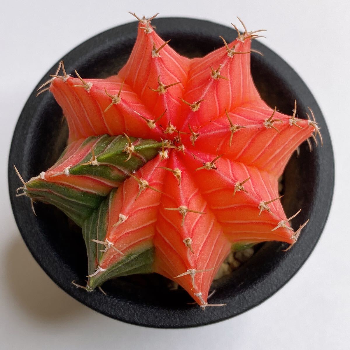 ギムノカリキウム・フリードリッヒ LB2178錦の交配種　Gymnocalycium friedrihii LB2178 variegata hybrid (LBHB)実生 多肉植物 サボテン
