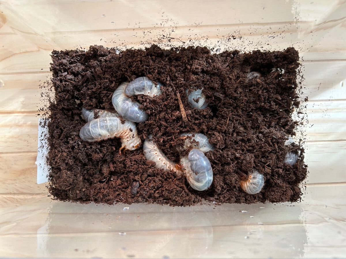 カブトムシ幼虫　北海道産　10匹セット