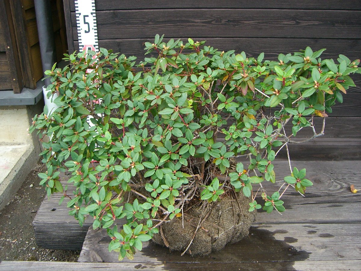 ピンクヒカゲツツジ　 (日陰躑躅）希少色　大株　【送料無料】