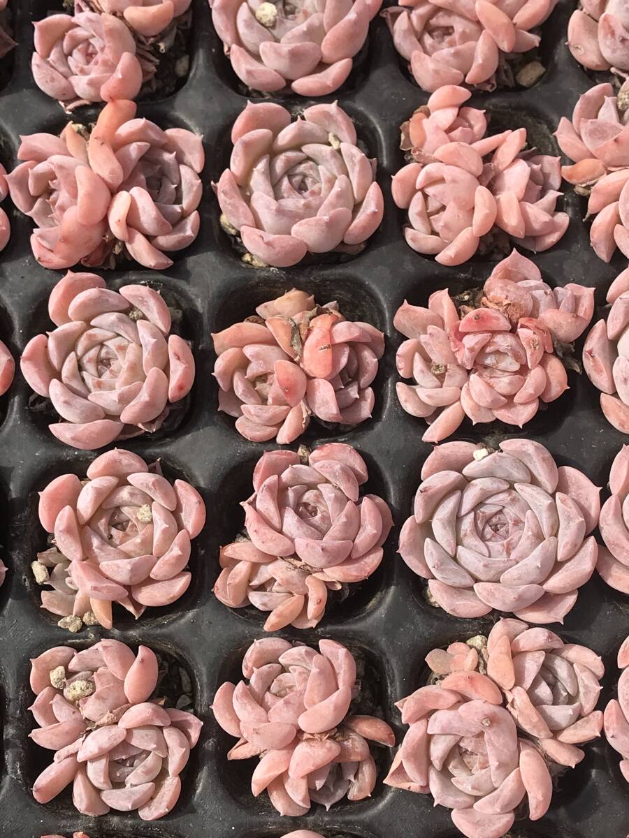  new arrival today sale beginning Grace F38-6 105 seedling succulent plant . comfort ekebe rear rare kind Korea seedling cactus assortment earth . root attaching 