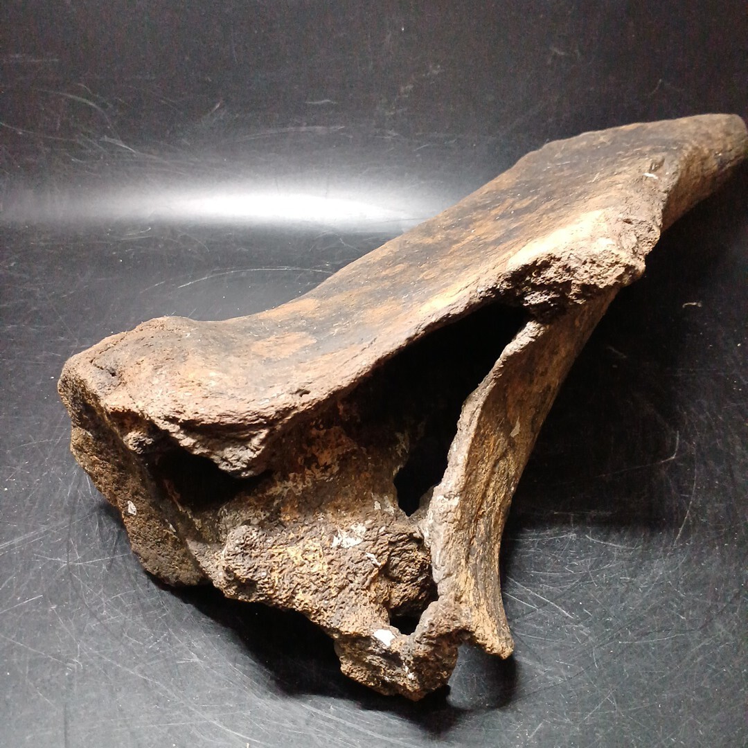 化石 ナウマンゾウ 瀬戸内海 主要展示資料 ナウマンゾウの化石 - 三原市ホームページ