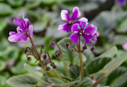 セントポーリア☆RS-メデューサ　セミミニ種　RS-Medusa ワスプ咲き　季節で少し色の配分変化の場合あり