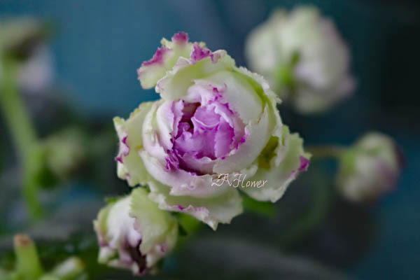 セントポーリア☆ RS-ガブリエラ（ガブリエル）普通種ウクライナ種