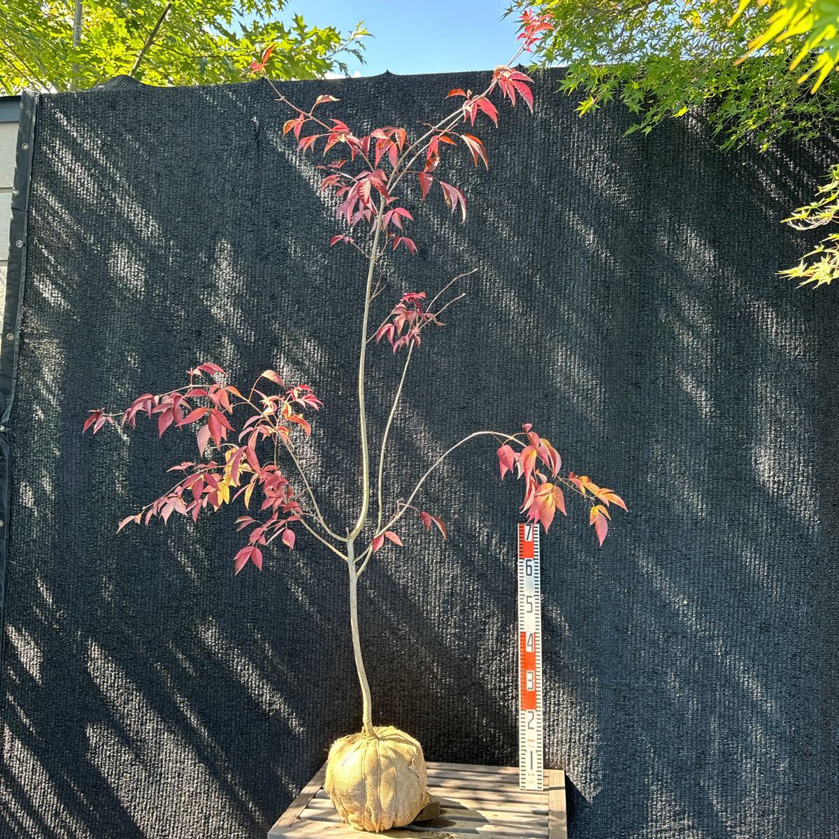 アオダモ　山採り　【品番3064】 アオダモ 山採り 【品番3064】 アオダモ山採り【品番3064】