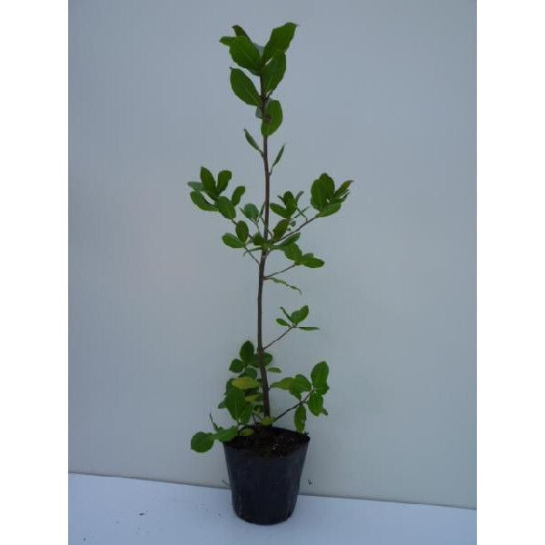 ウバメガシ 樹高0.5m前後 10.5cmポット （150本セット）（送料無料） 苗 植木 苗木 庭