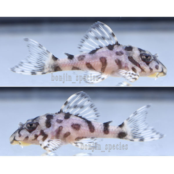 〓自家産〓キンペコ　4.1cm １匹！（A3A3）