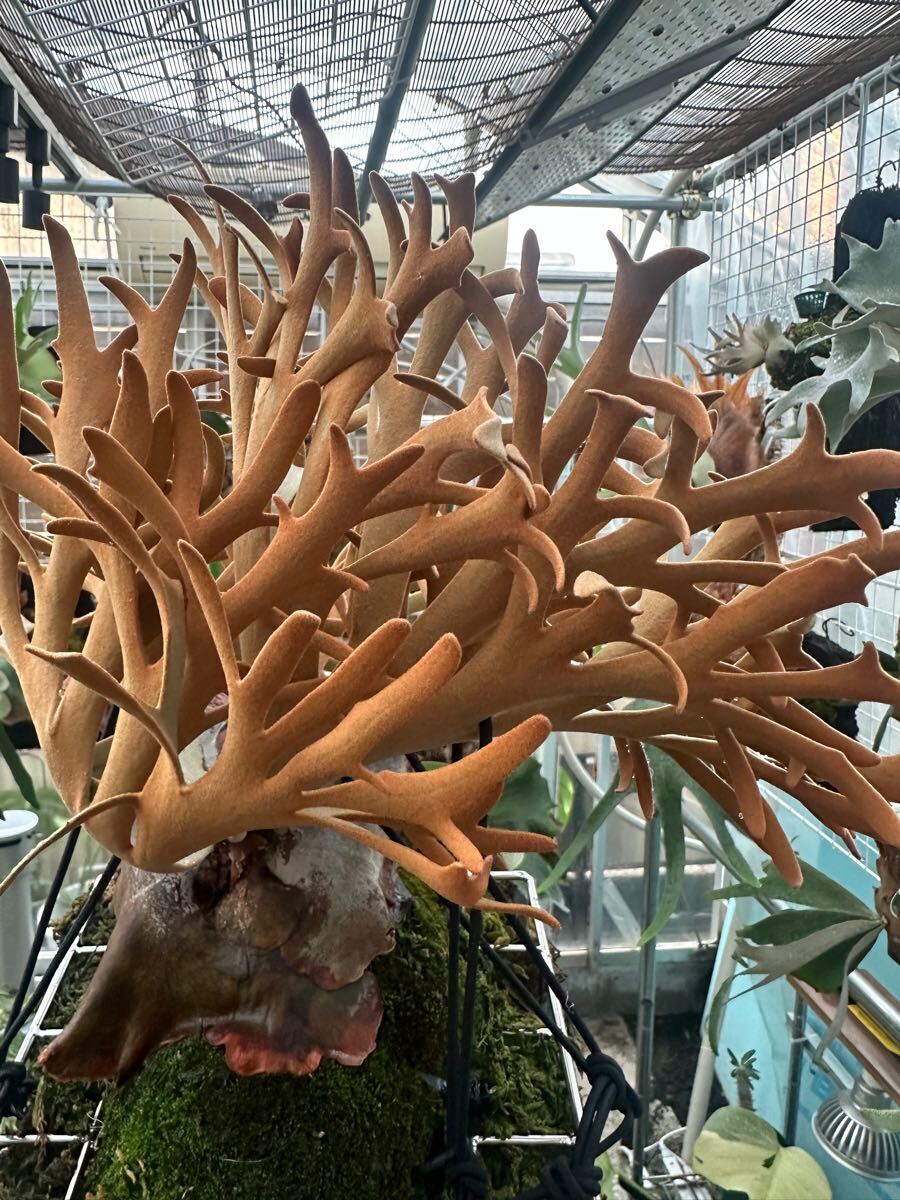 Yahoo!オークション - 【松園】(OMG2 YMD FW)OC 送料込 ビカクシダ Yahoo!オークション - 【松園】(OMG2 YMD FW)OC 送料込 ビカクシダ