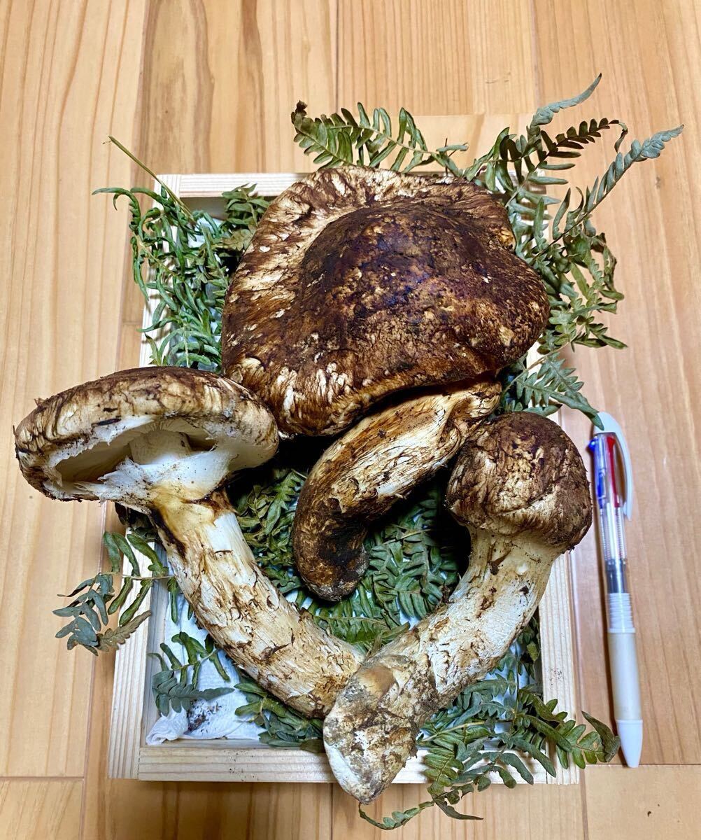 岩手県産 マツタケ 本日採取 松茸　産地直送　ブランド松茸　ヤマトクール便　