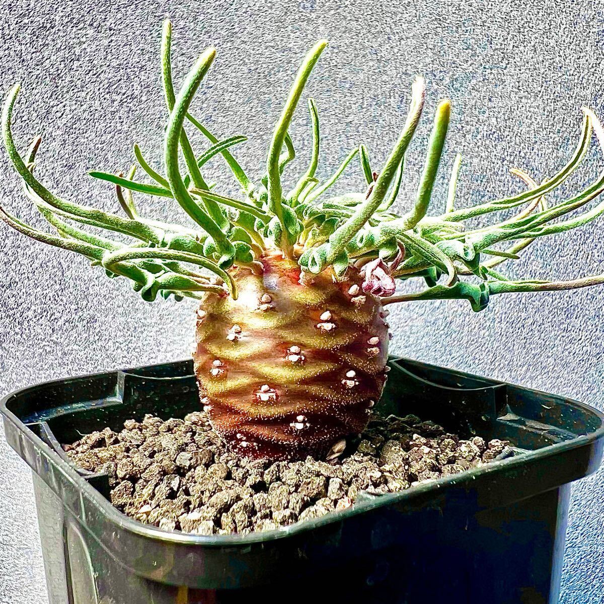 Bibian 比比昂- ユーフォルビアハドラマウチカeuphorbia Bibian 比比昂- ユーフォルビアハドラマウチカeuphorbia