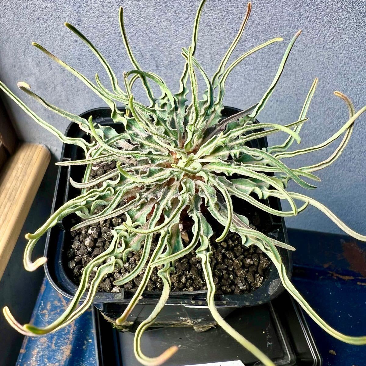 Bibian 比比昂- ユーフォルビアハドラマウチカeuphorbia Bibian 比比昂- ユーフォルビアハドラマウチカeuphorbia