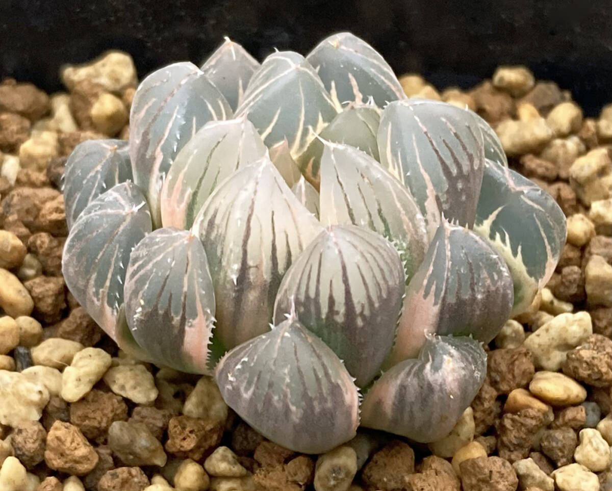 ◇多肉植物◇ハオルチア◇ブラックオブツーサ錦 糊斑