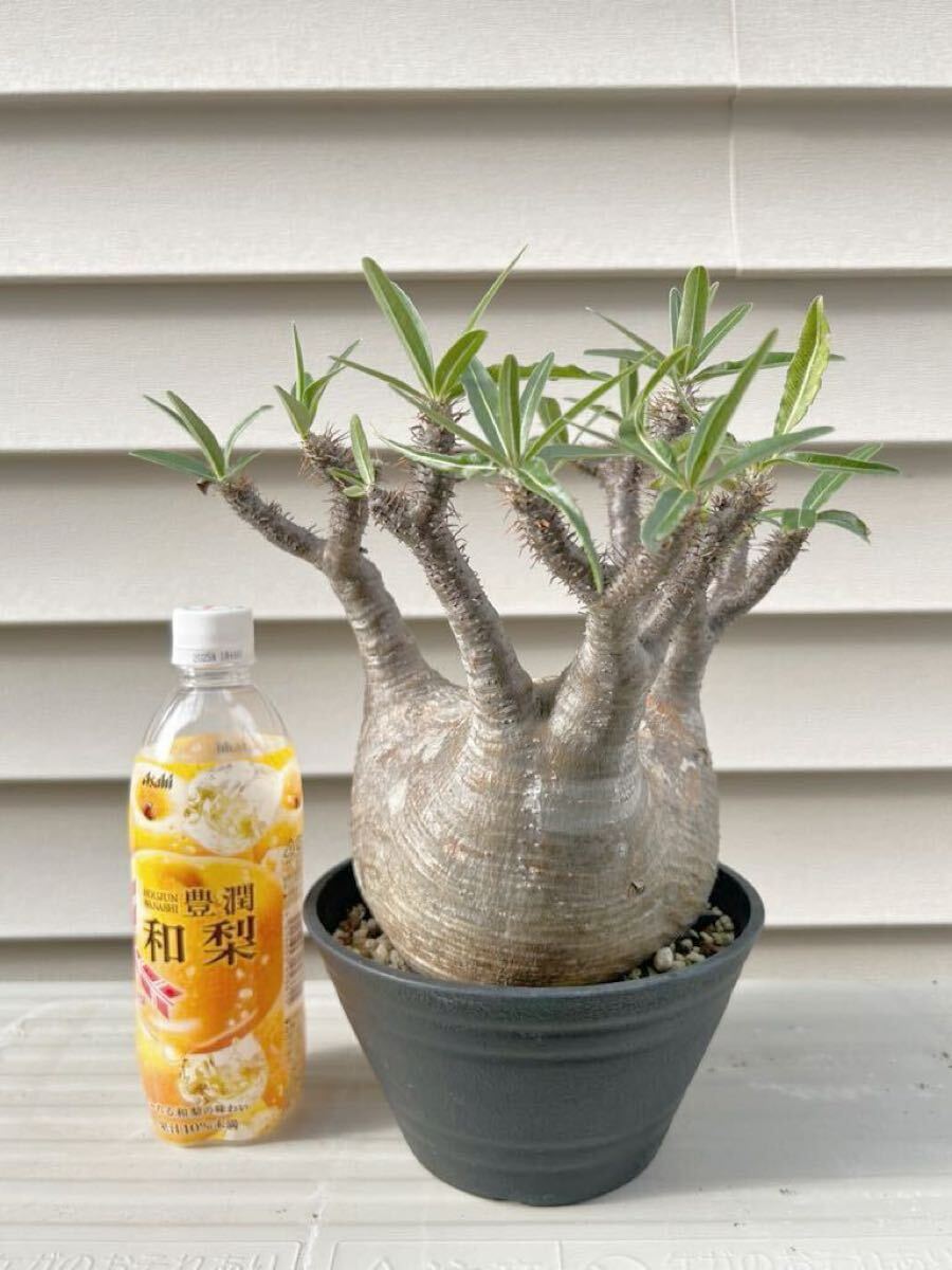 良型 パキポディウム グラキリス コレクション株 塊根植物 発根