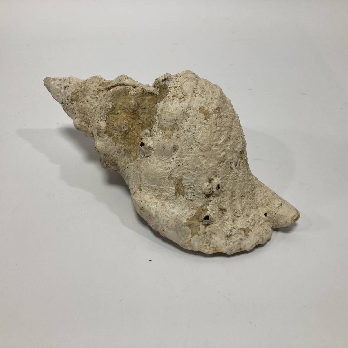 【60491C】貝殻 ⑩ 法螺貝 ほら貝 魔除け コレクション品 標本 化石 オブジェ 置物 経年保管品 現状品