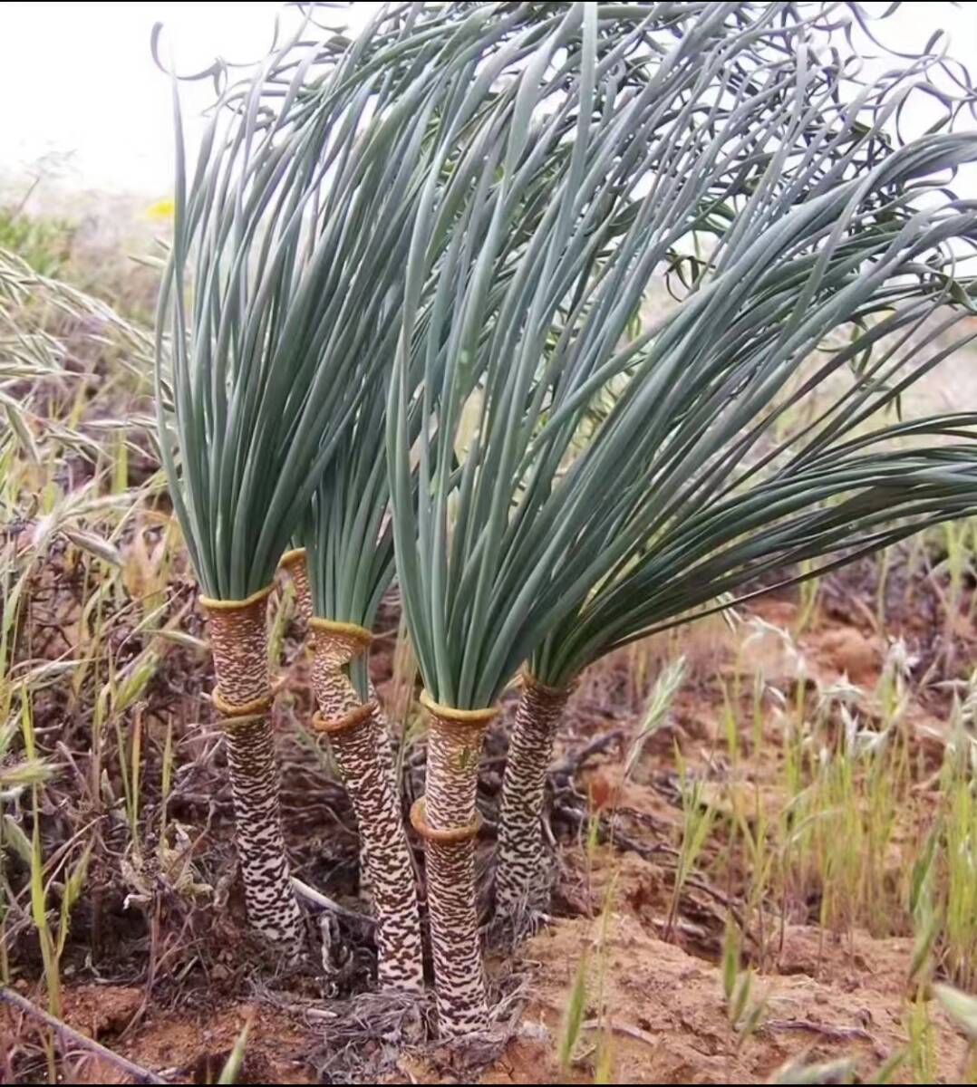 B6 ゲチリス“ブリッテニアナ，Gethyllis Britteniana”多肉植物 球根 塊根 コーデックス 