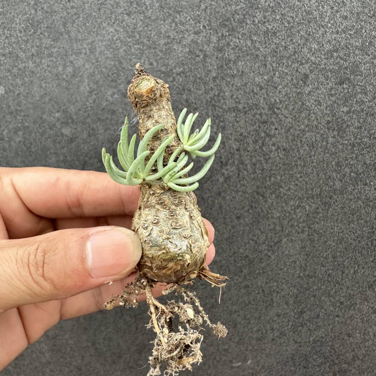 B33 特選 塊根植物 チレコドン ペアルソニー ベアルート株 冬型コーデックス