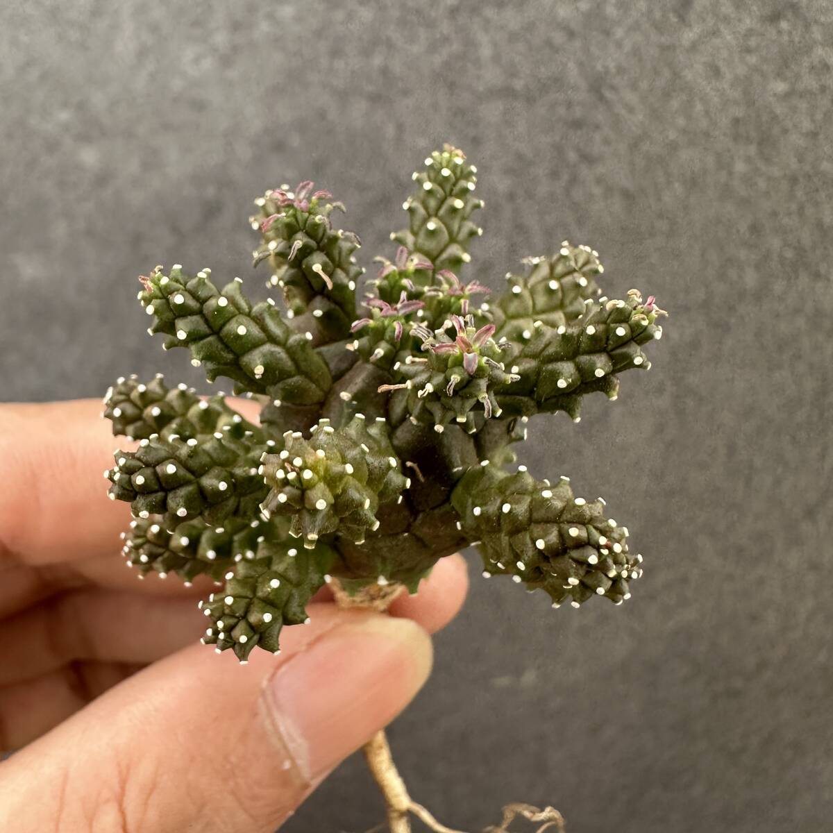 C7 ユーフォルビア　ガムケンシス実生Euphorbia gamkensis 