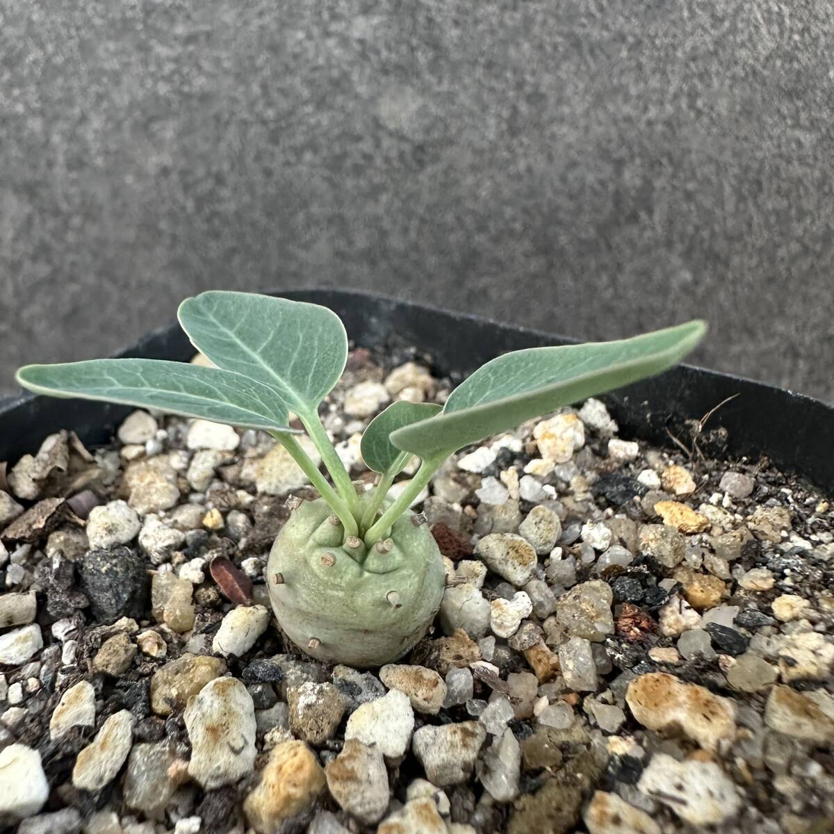 D36 「実生」ユーフォルビア グロブリカウリス/Euphorbia globulicaulis 厳選株 塊根植物