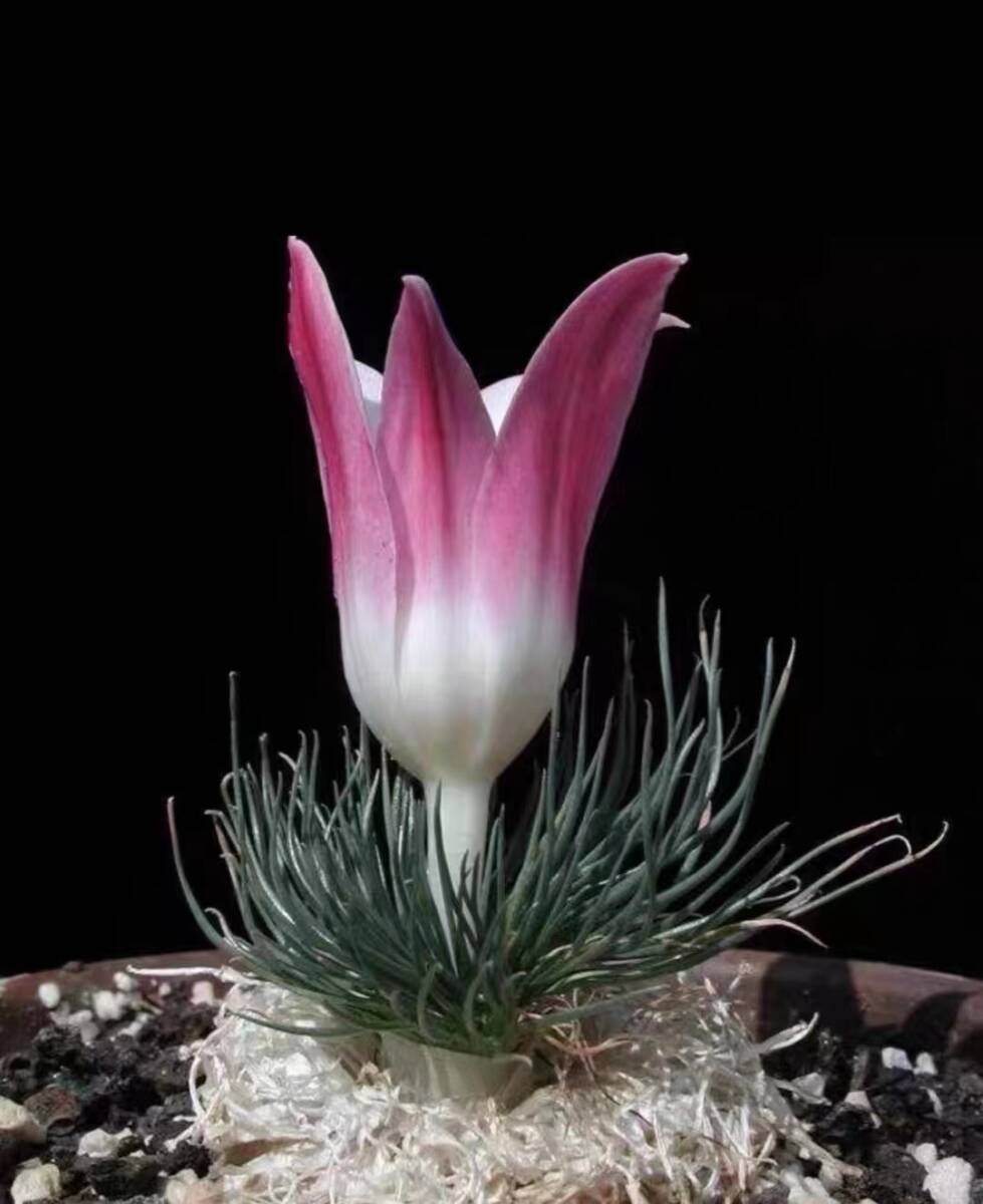 A15 貴重植物 現地株 ゲチリス　グランディフローラ Gethyllis grandiflora 