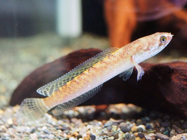 チャンナ シアノスピロス(12cm±)WILD