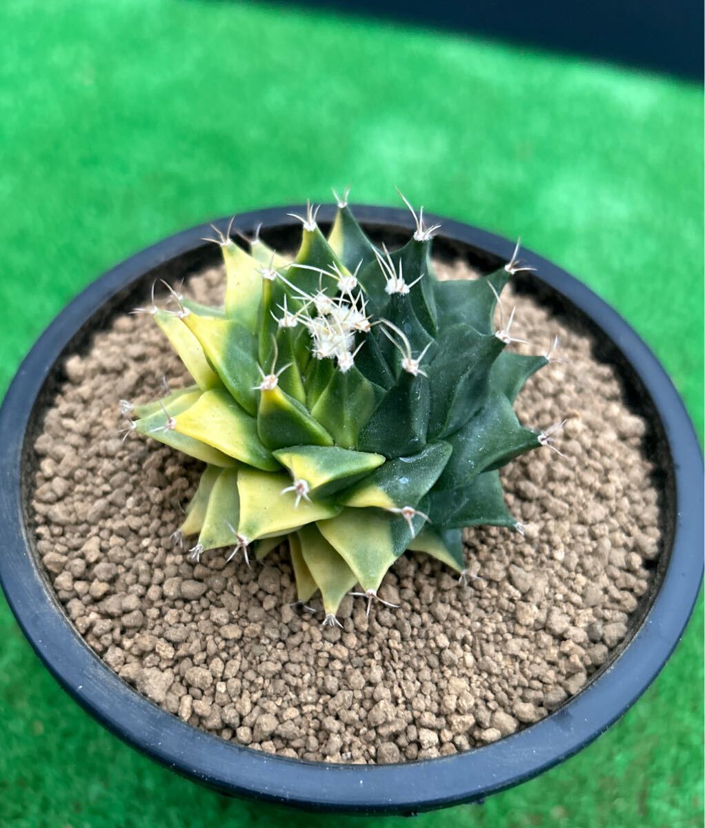 オブレゴニア デニグリー 帝冠錦 実生 美株 斑入り Obregonia