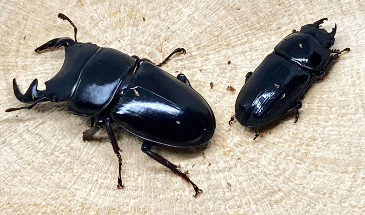  Grandis oo stag beetle . kind mo rear male 62mm female 44mm Grandis o ok wa Grandis Dorcus grandis moriyai