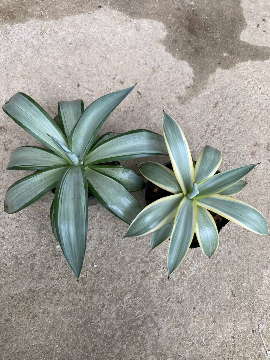 アガベ デスメティアナ ブルームーン、クイックシルバー 2種セット Agave desmettiana 'blue moon' 'quick silver' 