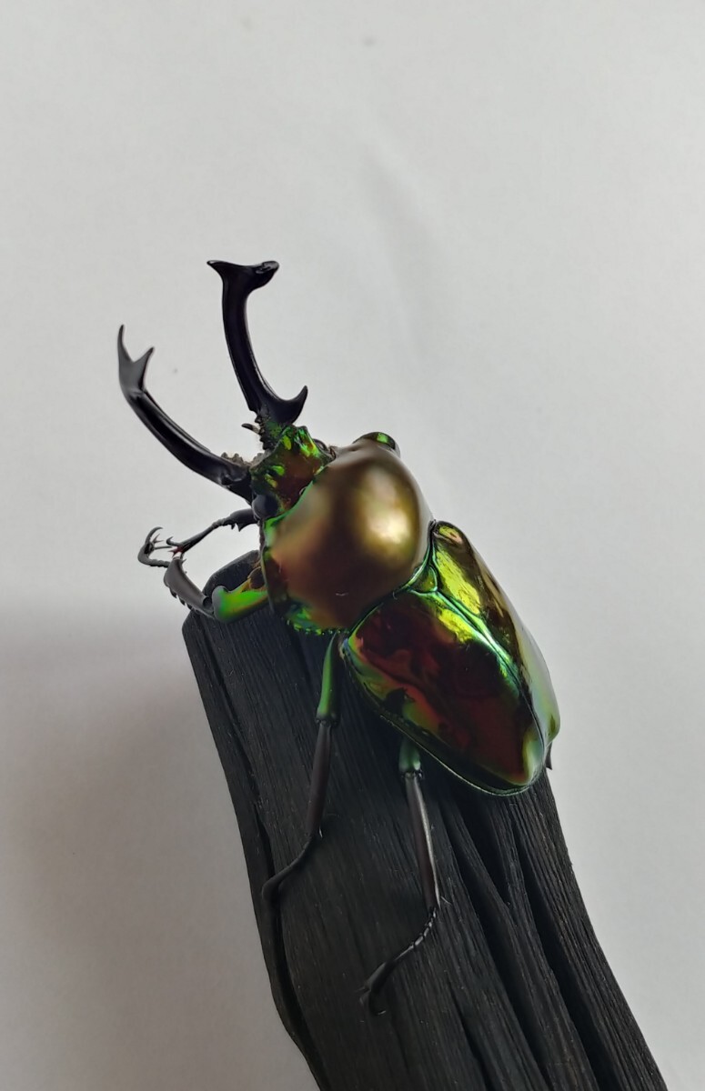 特殊系　ニジイロクワガタ♂2匹セット ニジイロクワガタ 2 ペアセット