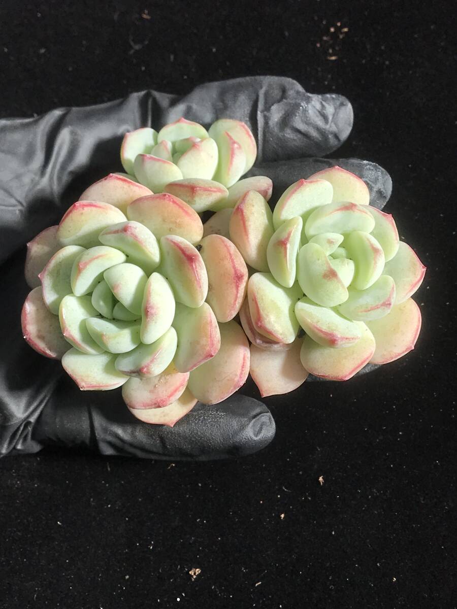 12株 G133-2多肉植物 エケベリアハーブ サボテン 観葉植物 花 12株 G133-2多肉植物 エケベリアハーブ サボテン 観葉植物 花