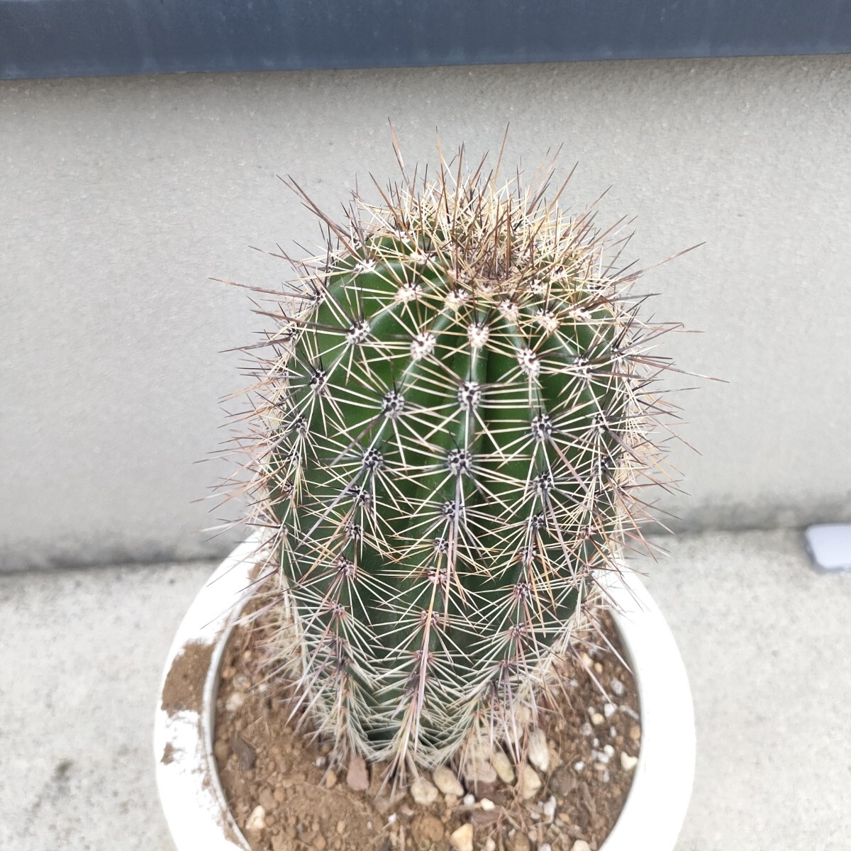 特大株】 弁慶柱 □ ベンケイチュウ □ 7号鉢 □ 多肉植物 特大株】 弁慶柱 □ ベンケイチュウ □ 7号鉢 □ 多肉植物