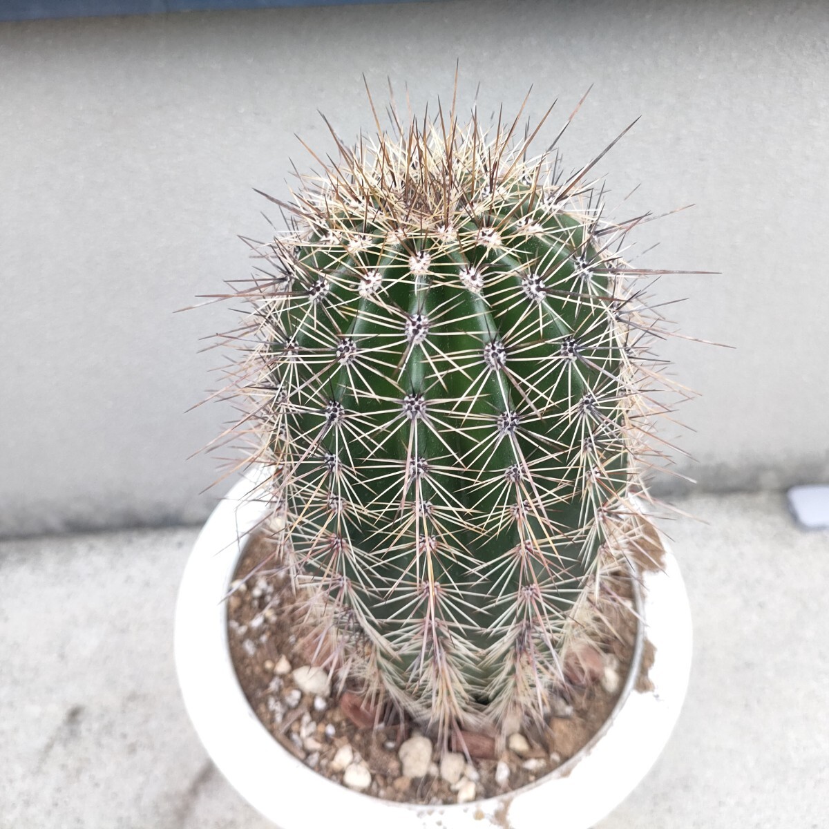 特大株】 弁慶柱 □ ベンケイチュウ □ 7号鉢 □ 多肉植物 特大株】 弁慶柱 □ ベンケイチュウ □ 7号鉢 □ 多肉植物