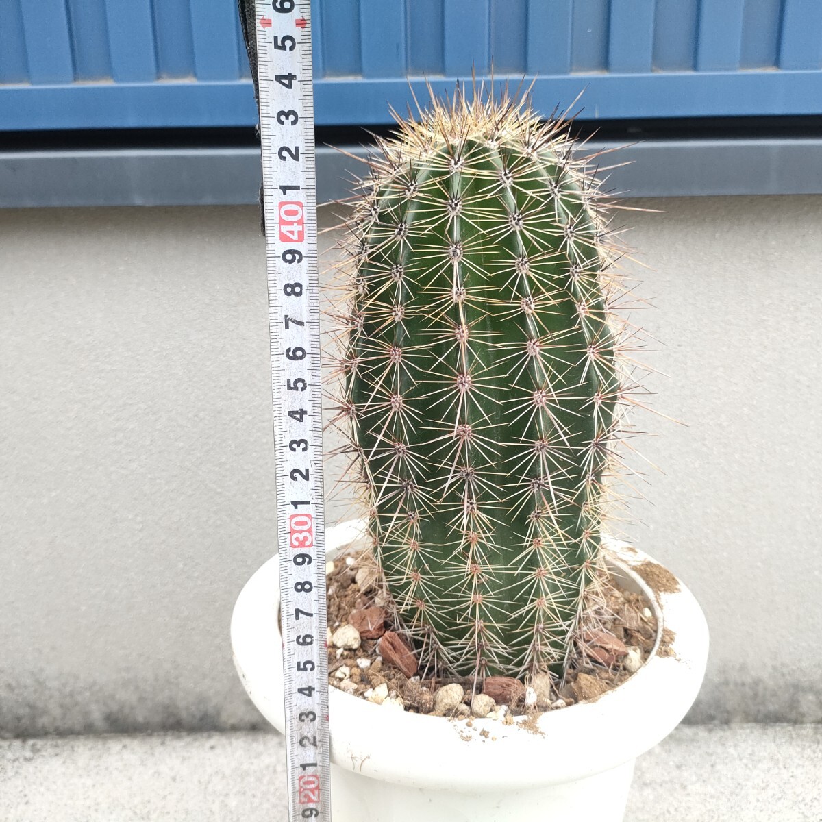 特大株】 弁慶柱 □ ベンケイチュウ □ 7号鉢 □ 多肉植物 特大株】 弁慶柱 □ ベンケイチュウ □ 7号鉢 □ 多肉植物