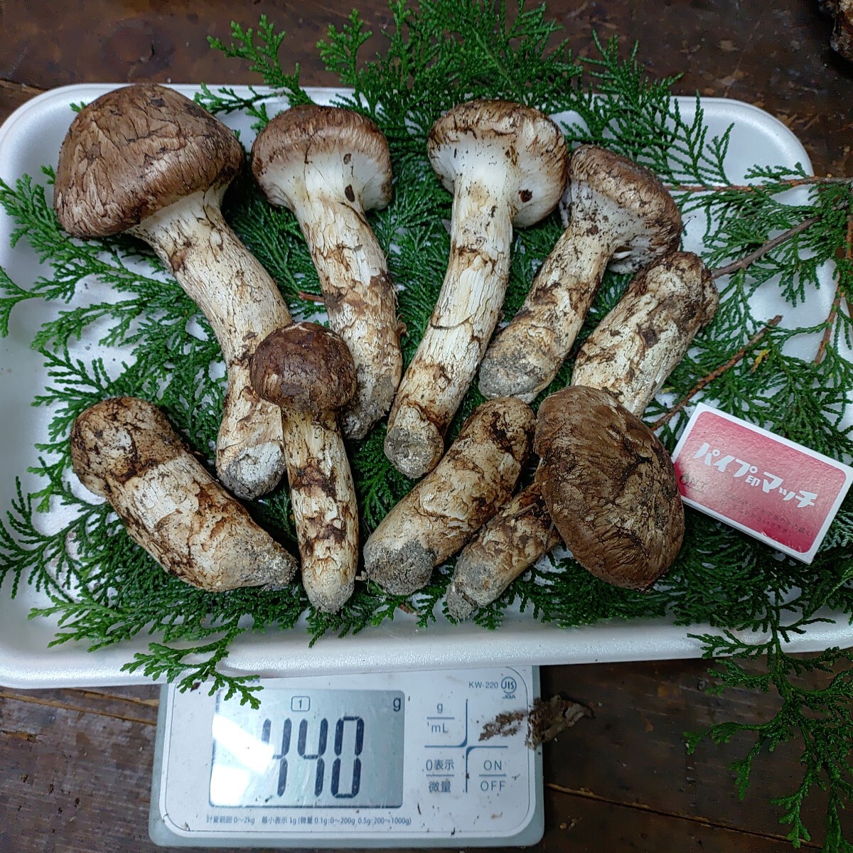 専用出品page 岐阜県産 松茸 440グラム 10 月27日午後収穫 ヤマトクール便着払い