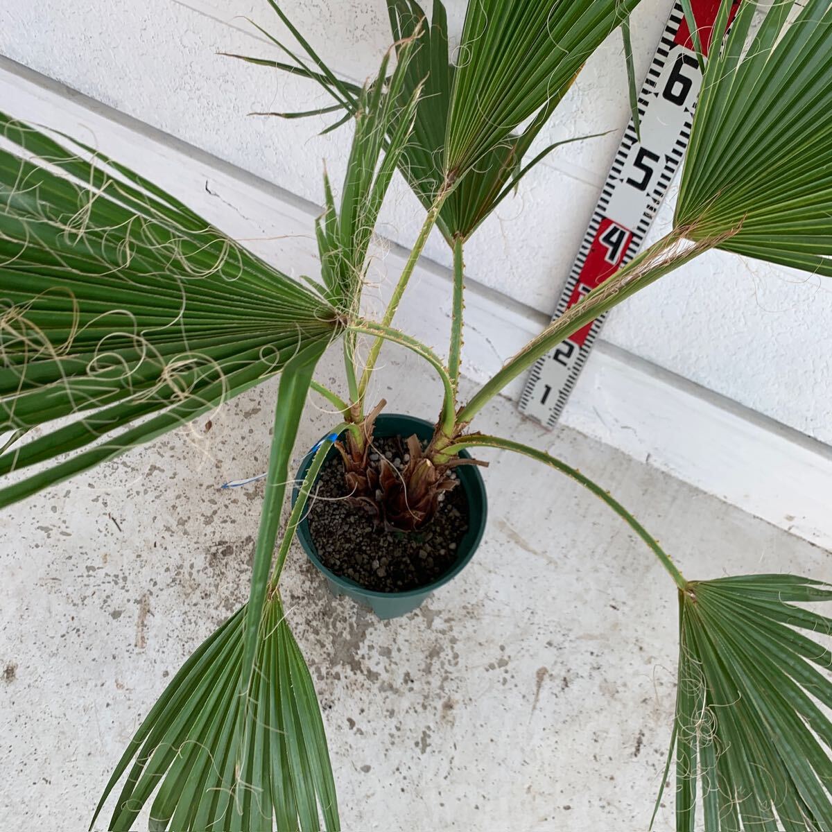  stock .. Washington cocos nucifera approximately :90cm [ dracaena garden tree symbol tree plant cocos nucifera. tree here s cocos nucifera gardening odour shu Rolland ]244499