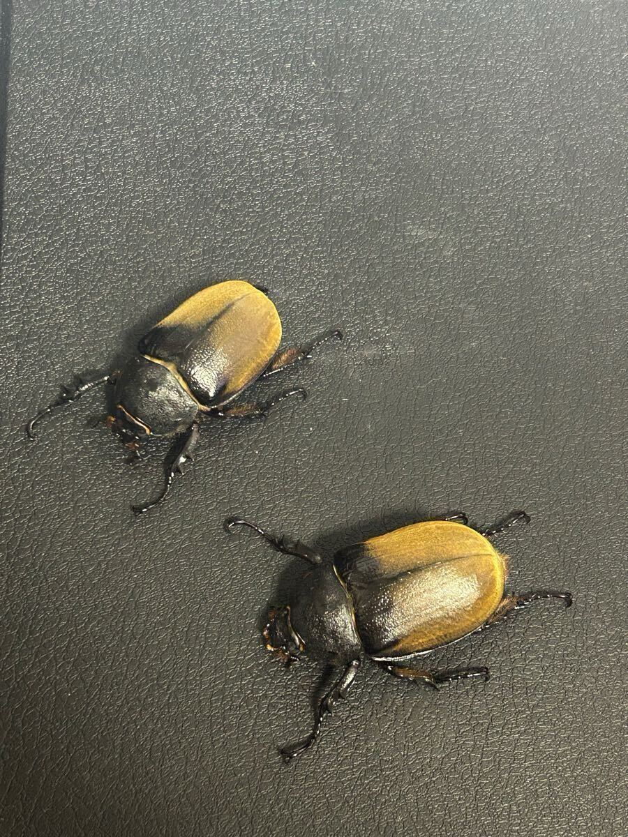 エレファスゾウカブト　メス2匹　カテマコ産