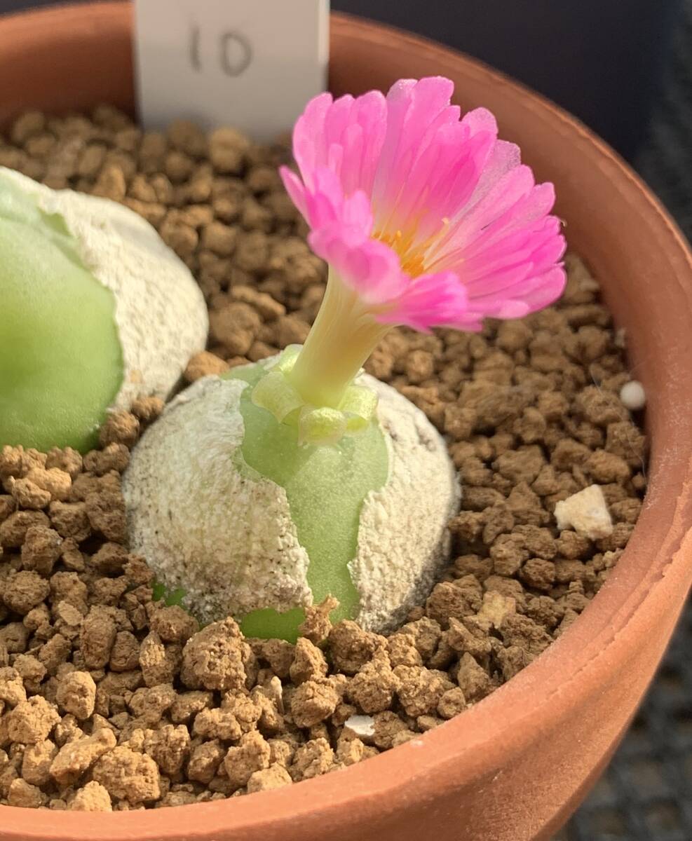 コノフィツム サブテラネウム 1株 ＆ 種子約２０粒付き、Conophytum subterraneum TJ62， N Eksteenfontein産