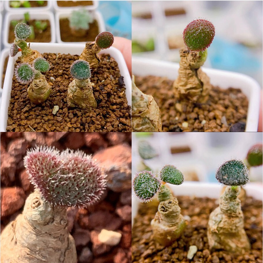 H42植物の家 多肉植物 球根 塊根植物 珍奇植物 チレコドン 新品種 Tylecodon occultans