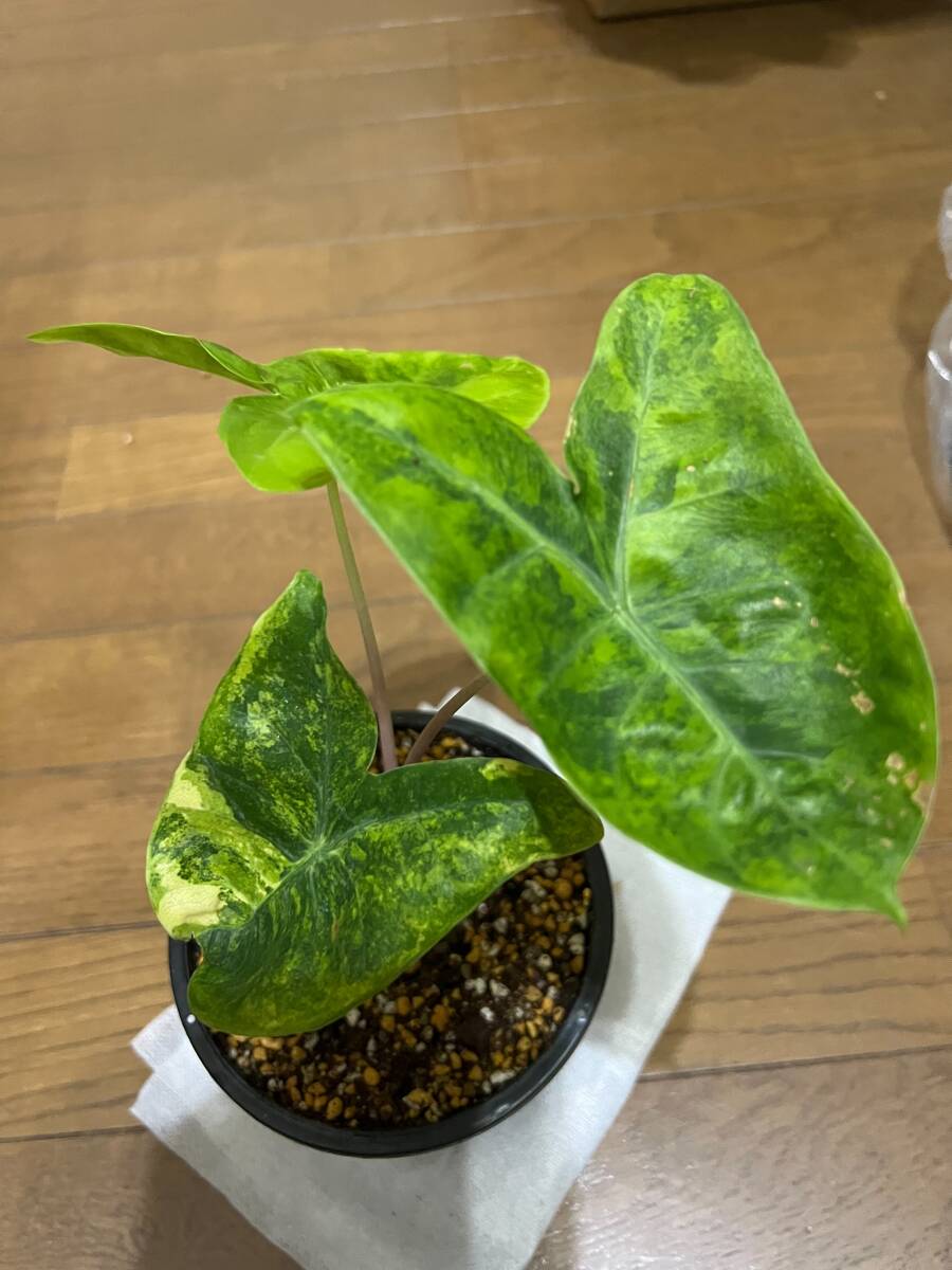 14 アロカシア ピンクドラゴン 斑入り 黄斑 オーレア アロカシア ピンク ドラゴン オーレア 斑入り Alocasia Pink