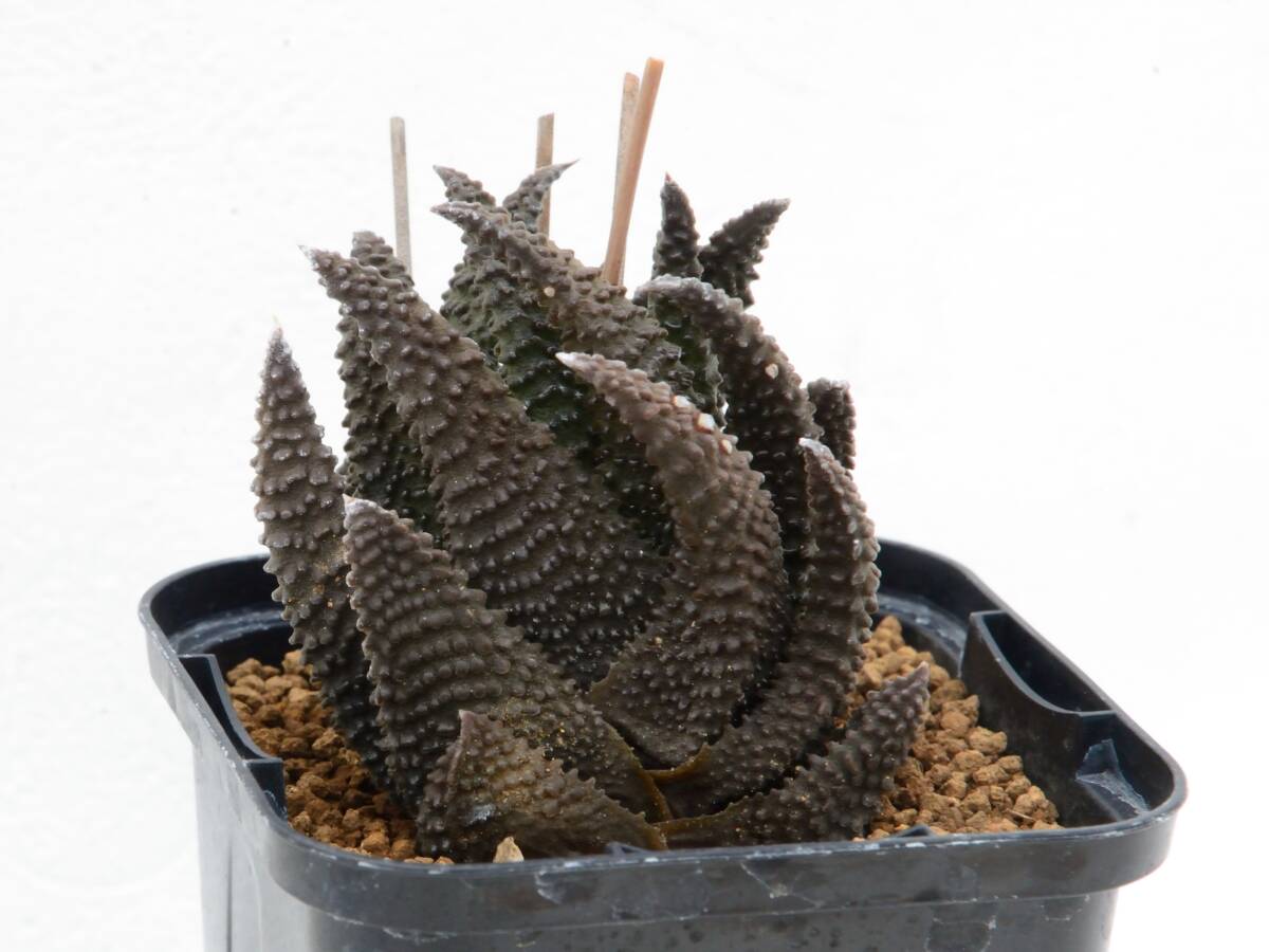 Haworthia (Haworthiopsis) hyb. 'ビスカブラ' / ハオルチア ハオルチオプシス hyb. 'ビスカブラ' 多肉植物 原種