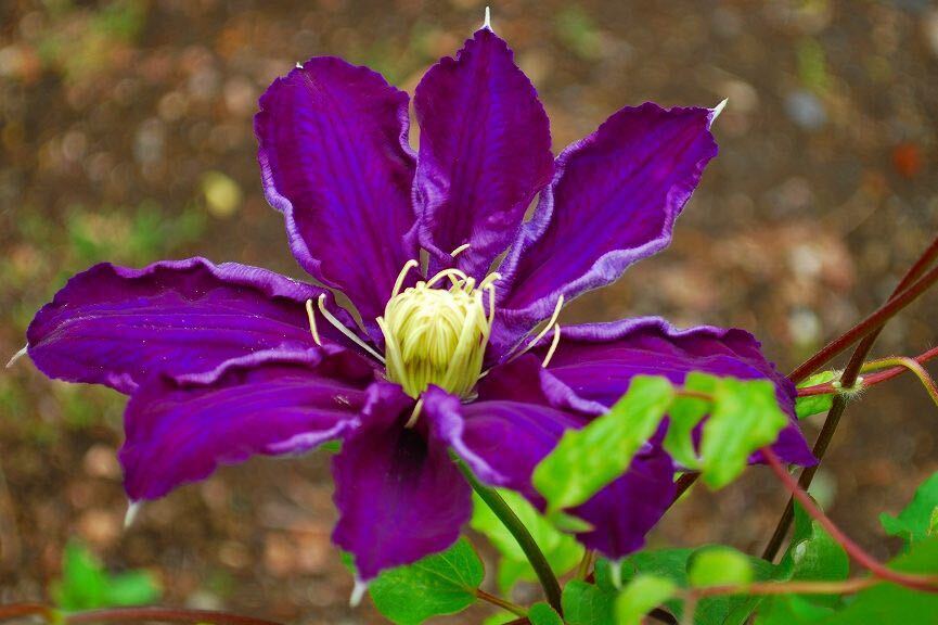 クレマチス　穂高　花の苗
