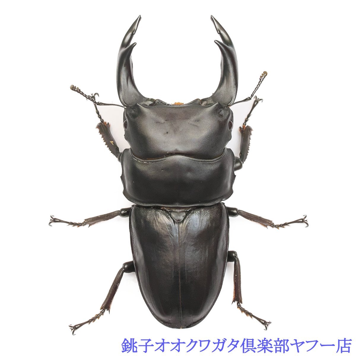 クワガタ・カブトムシ専用栄養添加剤 トレハロース粉末 マットや クワガタ・カブトムシ専用栄養添加剤 トレハロース粉末 マットや