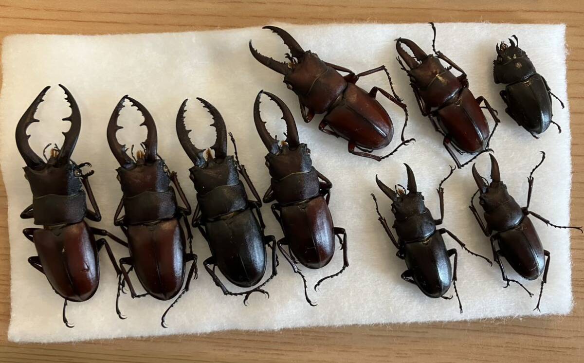 クワガタ・カブトムシ専用栄養添加剤 トレハロース粉末 マットや クワガタ・カブトムシ専用栄養添加剤 トレハロース粉末 マットや