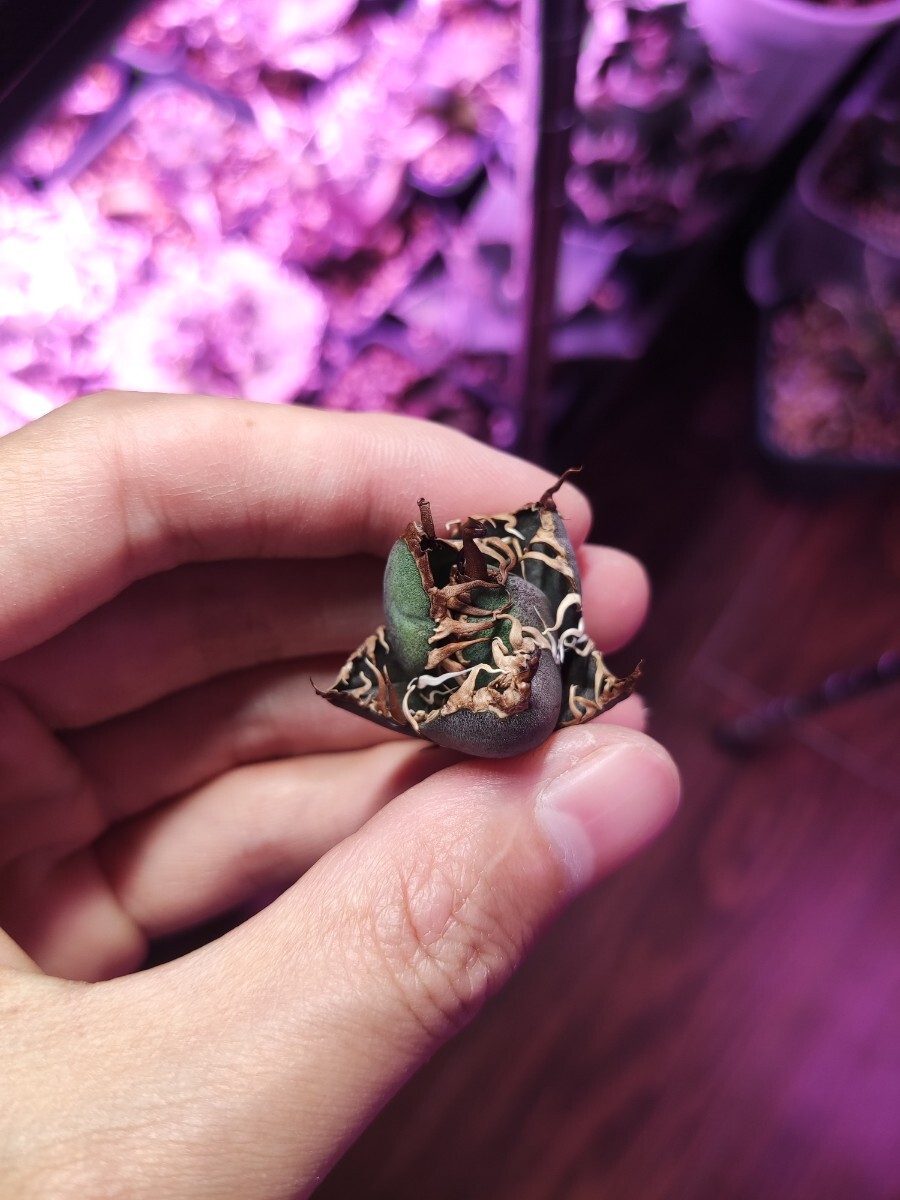 10 アガベ チタノタ 凱撒 シーザー 強棘 OC株 天芽株