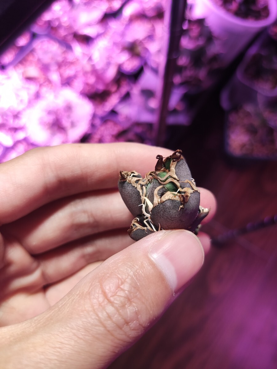 10 アガベ チタノタ 凱撒 シーザー 強棘 OC株 天芽株