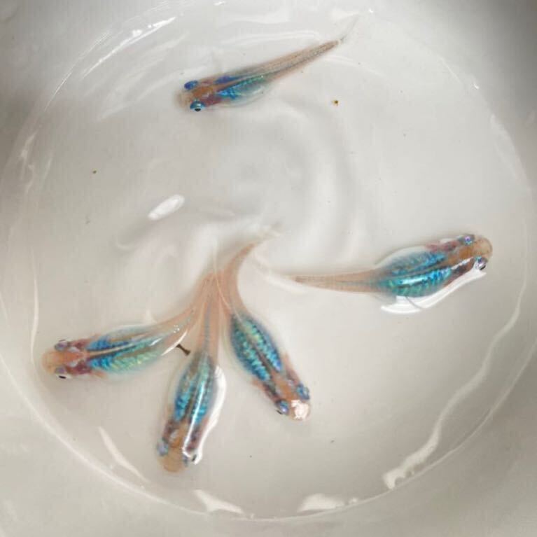 【丸菱メダカ】！！めだか稚魚10匹＋α！！マリンブルー　深海メダカ　未選別。