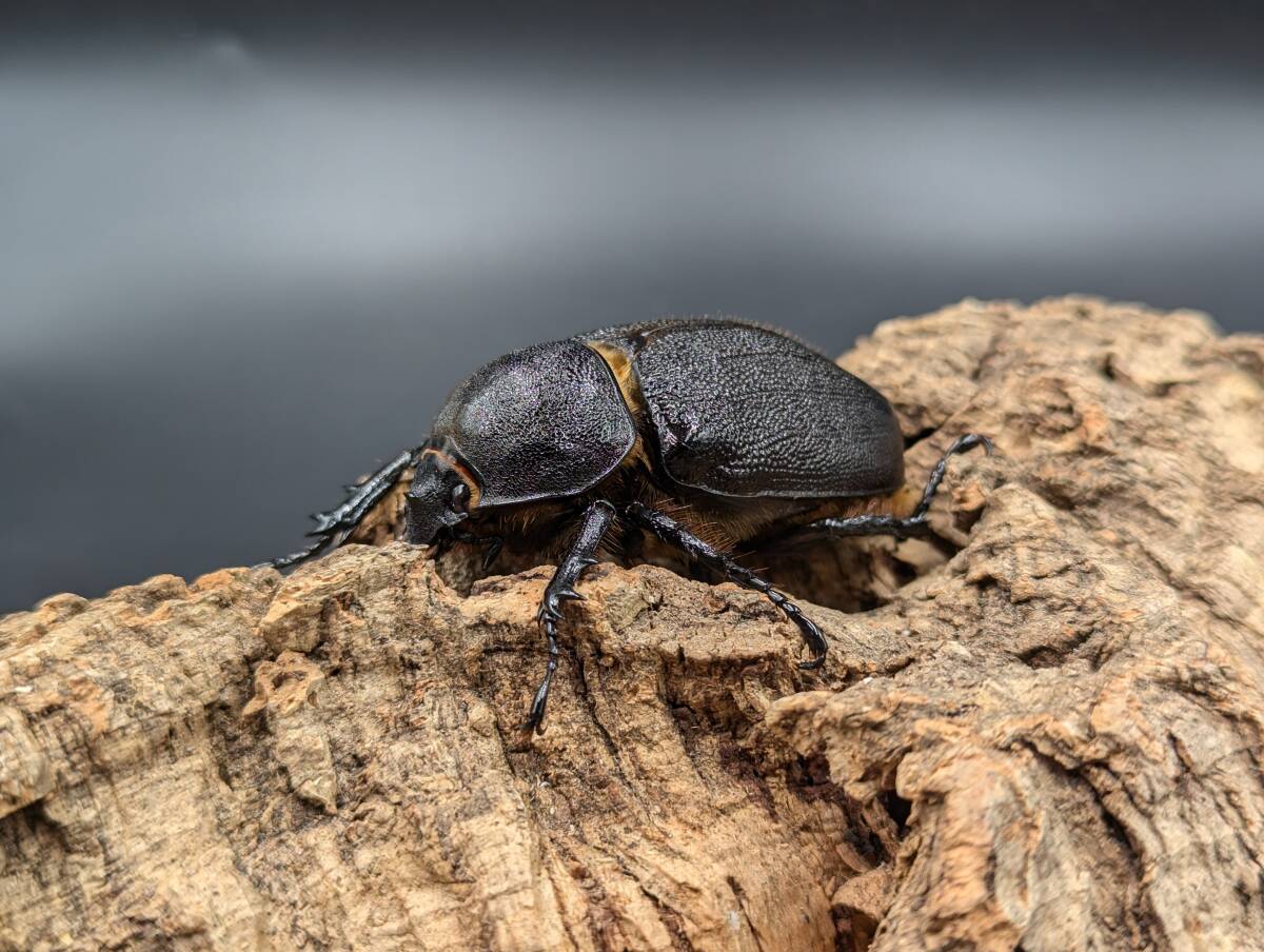 サタンオオカブト　約６２ｍｍ　♀単　１０月１５日発送限定
